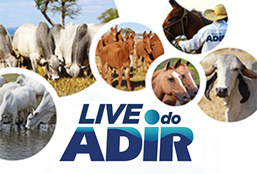 LIVE DO ADIR - VENDA DE SÊMEN E MOSTRA DOS ANIMAIS DO LEILÃO